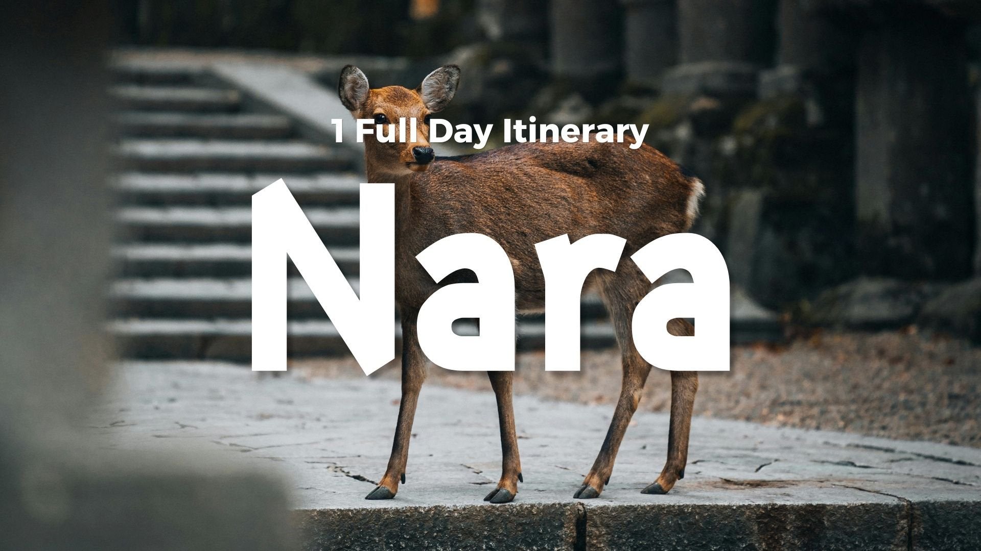 Nara | 1 Full Day Itinerary